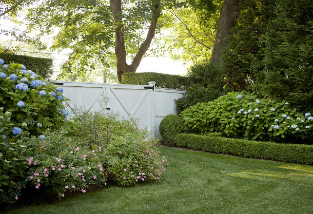 Hydrangeas.-Backyard-white-fence-white-gate-hedges-mature-landscaping-and-blue-hydrangeas.-hydrangeas-Emily-Gilbert-Photography